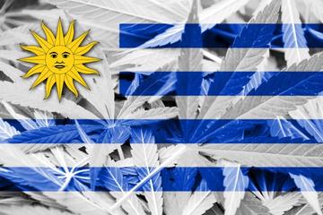 cannabis regulation in uruguay
