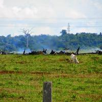 Cattle grazing on grassland in front of burning logs and forest